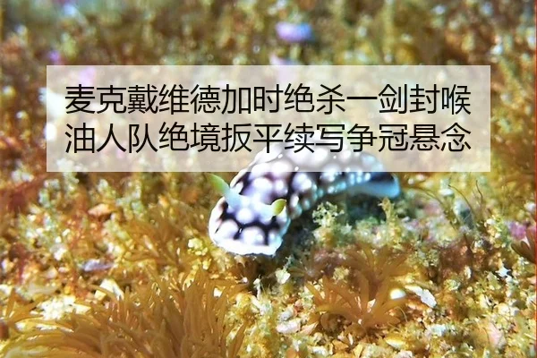 麦克戴维德加时绝杀一剑封喉 油人队绝境扳平续写争冠悬念 - yaxin